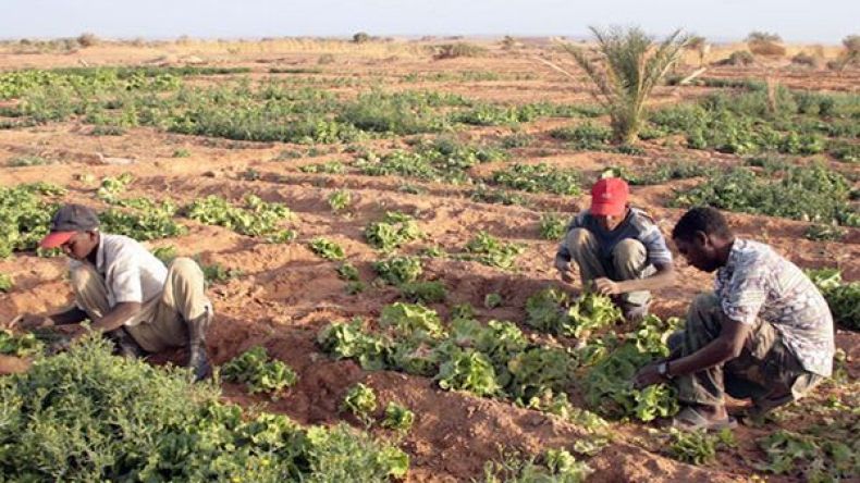 شباب قرية البور ينتظرون الإفراج عن الأراضي الفلاحية بورقلة