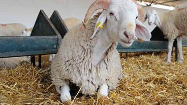 Engraissement sauvage : Des moutons dopés envahissent nos marchés