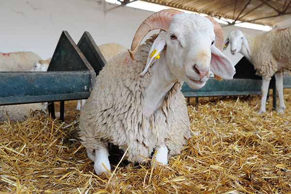 Engraissement sauvage : Des moutons dopés envahissent nos marchés