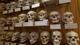 تسليم جماجم المقاومين للجزائر ممنوع حاليا بحكم القانون!