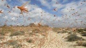 أسراب الجراد تغزو عين صالح