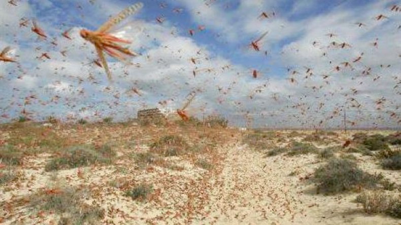 أسراب الجراد تغزو عين صالح