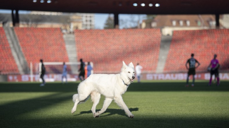 بِالفيديو: كلب يُوقف مباراة شارك فيها مدافع “الخضر”!