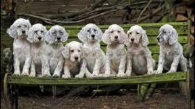 زمن الكلاب!؟