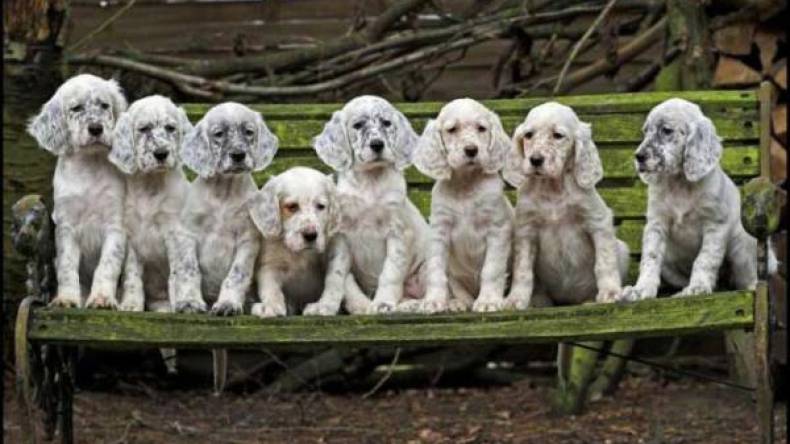 زمن الكلاب!؟