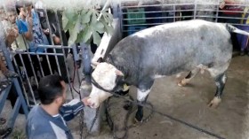 “الكباش” في خبر كان ..وموضة المشاركة في العجول تكتسح العائلات الجزائرية