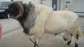 جزائريون يقترضون لاقتناء كباش العيد