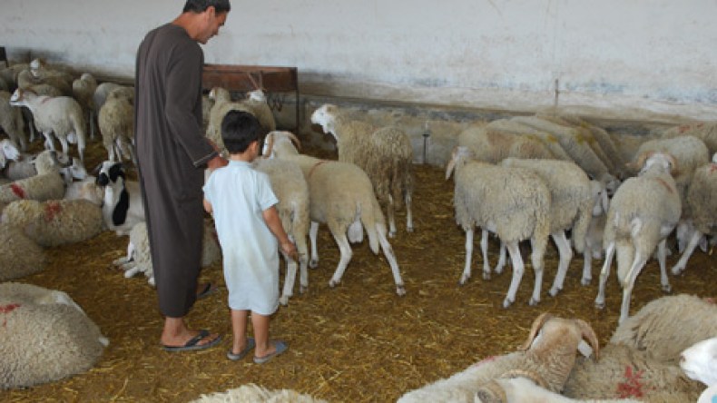 التهريب وراء ارتفاع أسعار الأضحية