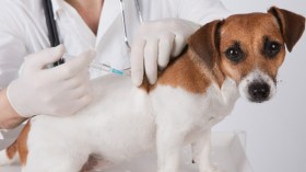 إصابة  شخص بداء الكلب بسبب مداعبته لجرو بحجوط