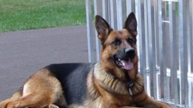 المهربون يستخدمون قشور الليمون لتضليل الكلاب البوليسية