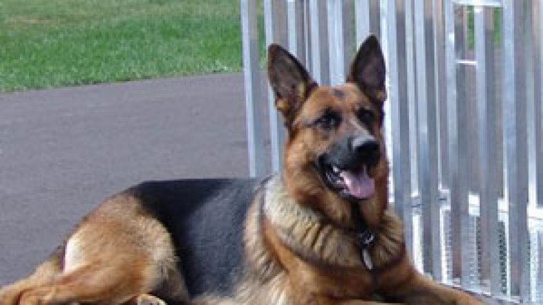 المهربون يستخدمون قشور الليمون لتضليل الكلاب البوليسية