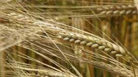 فرنسا تخفض صادراتها من القمح نحو الجزائر