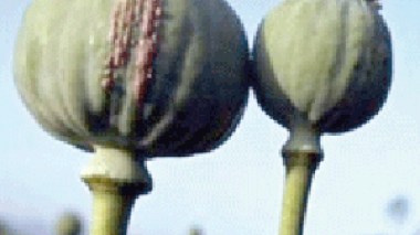 Large campaign against drug dealers in Algiers