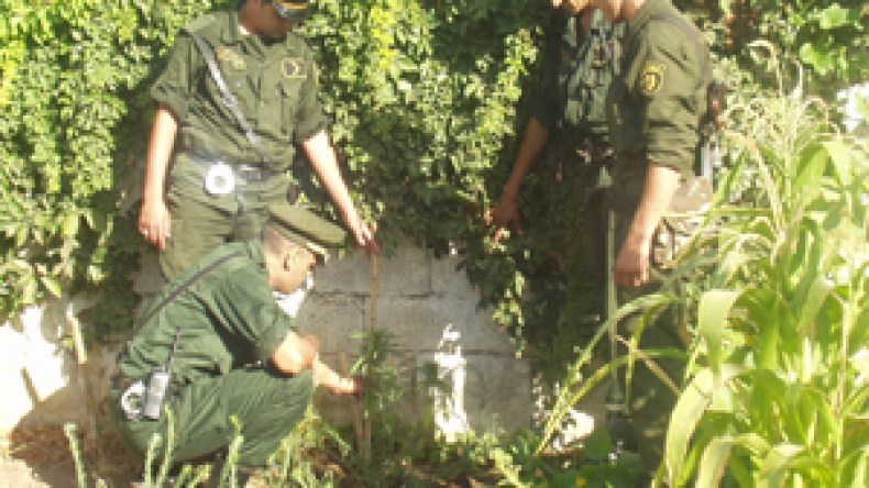 اكتشاف مزرعة للقنب الهندي لأول مرة ببرج البحري