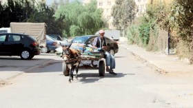 عربات “الكارّو”.. العودة إلى الأصل بعد فشل مشاريع التشغيل وشاحنات “أونساج”