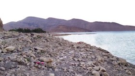 تراكم الأوحال بسد القصب حول مئات الأشجار إلى أكوام حطب بالمسيلة