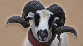 عائلات تحرض كباش العيد على التناطح للتمتع بها فقط!