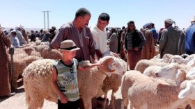Un recul remarquable des points de vente anarchiques des moutons pour l’Aïd El Adha à Alger