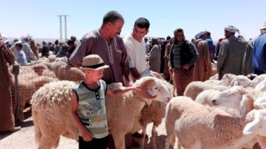 Des communes de Birtouta interdisent la vente des moutons dans les lieux publics