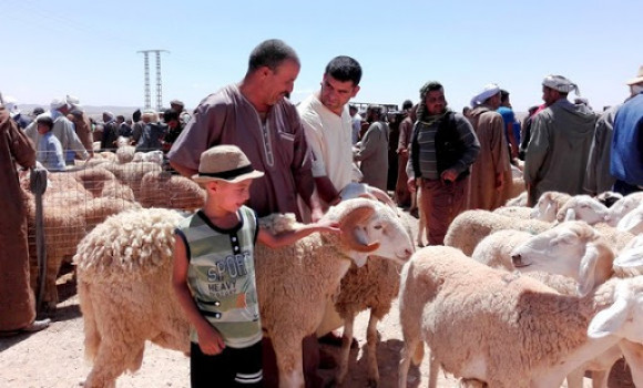 Des communes de Birtouta interdisent la vente des moutons dans les lieux publics