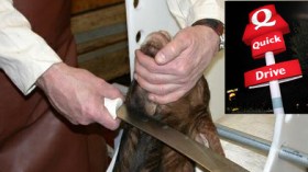 حملة فرنسية لحرمان المسلمين من اللحم الحلال