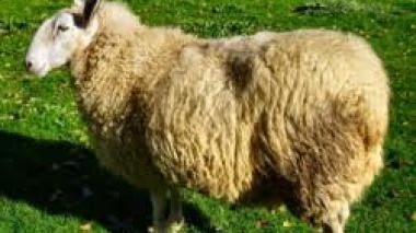 Réunion de coordination sur l’harmonisation des contrôles vétérinaires aux frontières