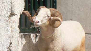 Santé animale: nécessité d’accéder aux produits vétérinaires de qualité