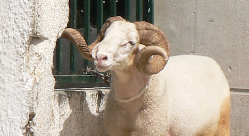 Santé animale: nécessité d’accéder aux produits vétérinaires de qualité