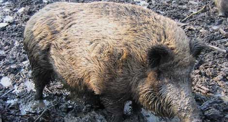 Des chacals et sangliers affamés s’attaquent aux villageois