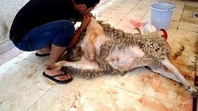 هذه توصيات وزارة الصحة في عملية نحر الأضاحي