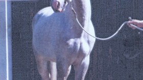 هذه‭ ‬هي‭ ‬الهدايا‭ ‬التي‭ ‬تسلّمها‭ ‬رؤساء‭ ‬فرنسا‭ ‬في‭ ‬زياراتهم‭ ‬إلى‭ ‬الجزائر