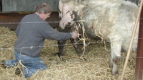 خمسة ولاة يواجهون احتجاج البياطرة بإجبارهم على العمل بقوة القانون