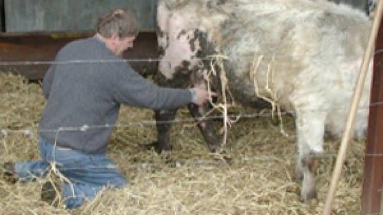 خمسة ولاة يواجهون احتجاج البياطرة بإجبارهم على العمل بقوة القانون