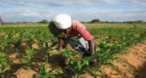 L’ONUDI lance un appel pour la diversification économique de l’Afrique