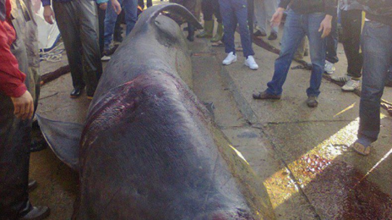 البحر يلفظ قرشا بطول 10 امتار بتيڤزيرت