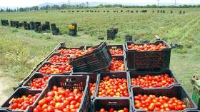 أطنان من الطماطم ترمى على قارعة طرقات الجهة الغربية لتيبازة