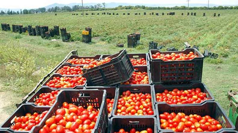 أطنان من الطماطم ترمى على قارعة طرقات الجهة الغربية لتيبازة