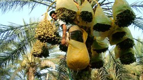 تراجع رهيب لإنتاج التمور بواحات بلدة عمر بتقرت