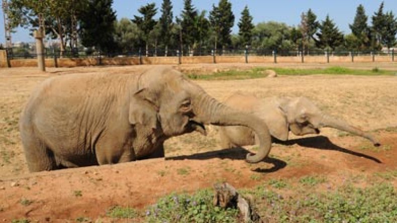 حديقة بن عكنون تستنزف وتوشك أن تبقى بلا حيوانات