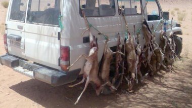 Sahara algérien: Des Emirs arabes tuent sauvagement le cerf de Barbarie