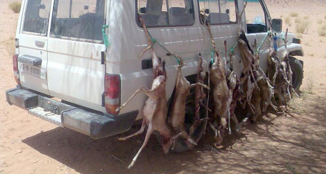 Sahara algérien: Des Emirs arabes tuent sauvagement le cerf de Barbarie