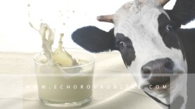 حليب غير مراقب يصيب العشرات بالبرسيلوز في تيارت