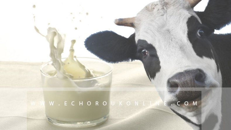 حليب غير مراقب يصيب العشرات بالبرسيلوز في تيارت