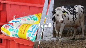 360 ألف لتر حليب بقر “إجباريا” لموزعي الحليب.. أو الإقصاء من الكوطة!