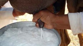 إنشاء مصنع جزائري كرواتي لإنتاج حليب الإبل ومشتقاته بتمنراست