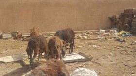 عشرات الأحمرة تموت جوعا بحديقة البرابطية بالطارف