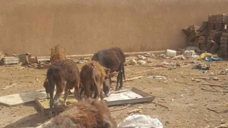 عشرات الأحمرة تموت جوعا بحديقة البرابطية بالطارف