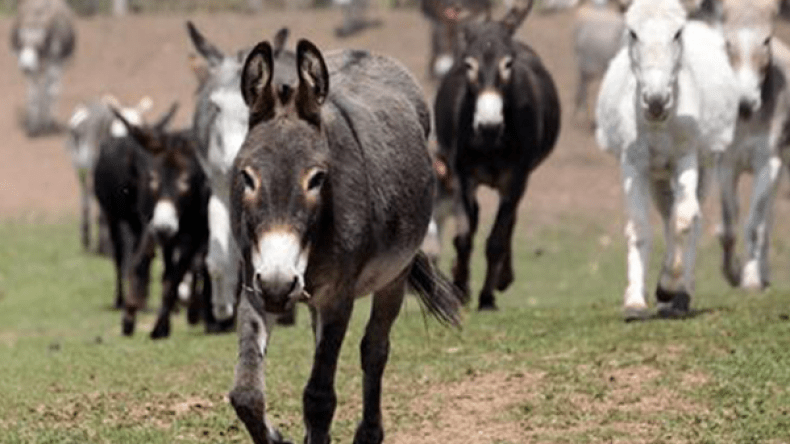مبادرة لحماية قطيع حمير من الثلج تلهب الفايسبوك