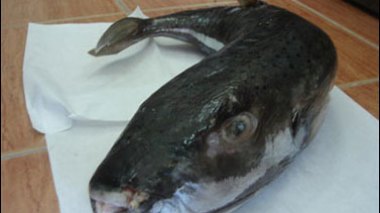 Pêche : arrivée de « poissons-lapins » dangereux