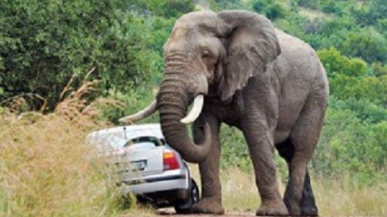 فيل يقلب سيارة سائحين في جنوب إفريقيا